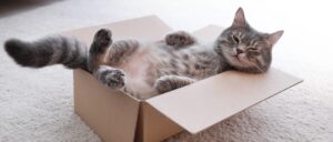 Grey cat lying in a cardboard box
