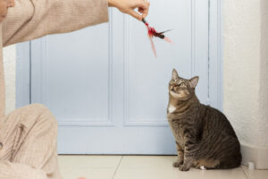 Tabby cat watching a feather wand toy