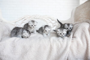 American shorthair kittens playing on a grey blanket