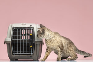 Cat stepping out of a plastic travel carrier