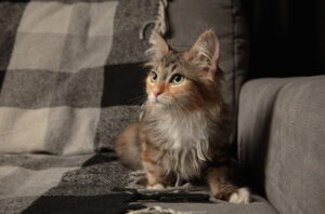 Fluffy tabby cat sitting on a sofa