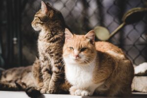 Tabby cat and ginger cat sitting together