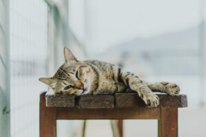 Tabby cat sleeping on a wooden stool