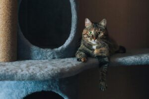 Tabby cat lounging on a cat tree