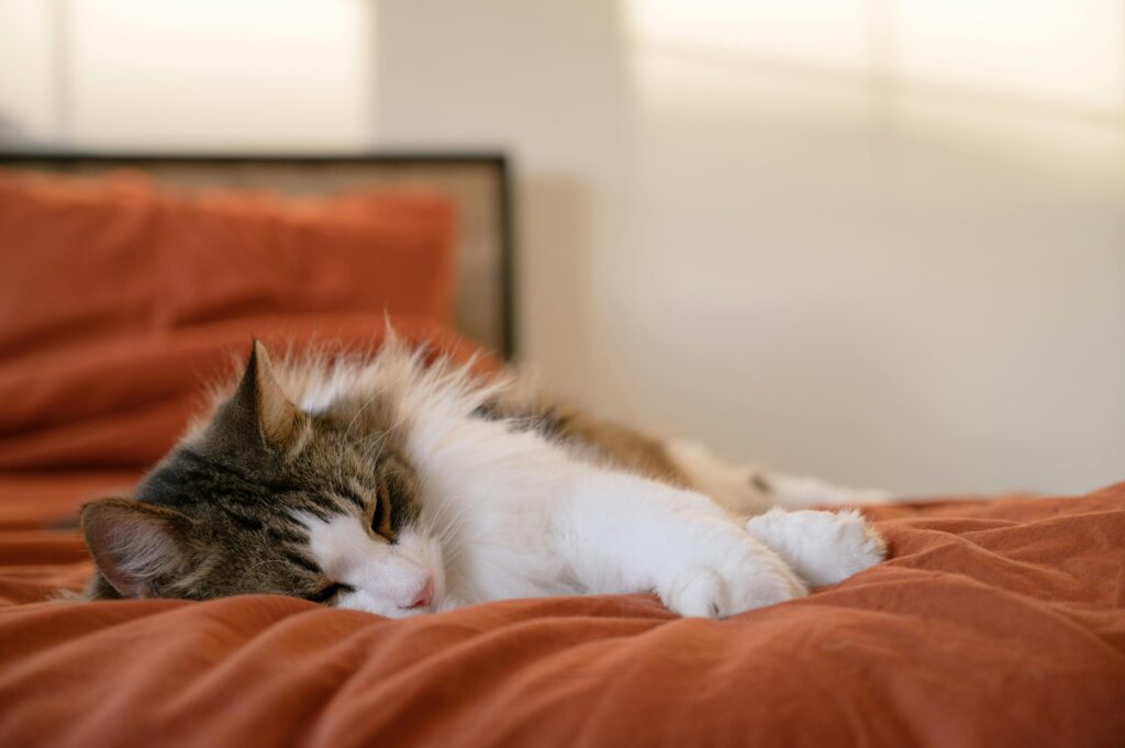 A cozy, stylish cat bed placed in a beautifully decorated living room with a content cat curled up inside.