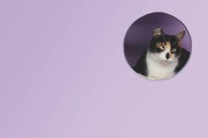 Calico cat peeking through a round hole