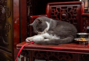 Grey and white cat playing with string on a chair