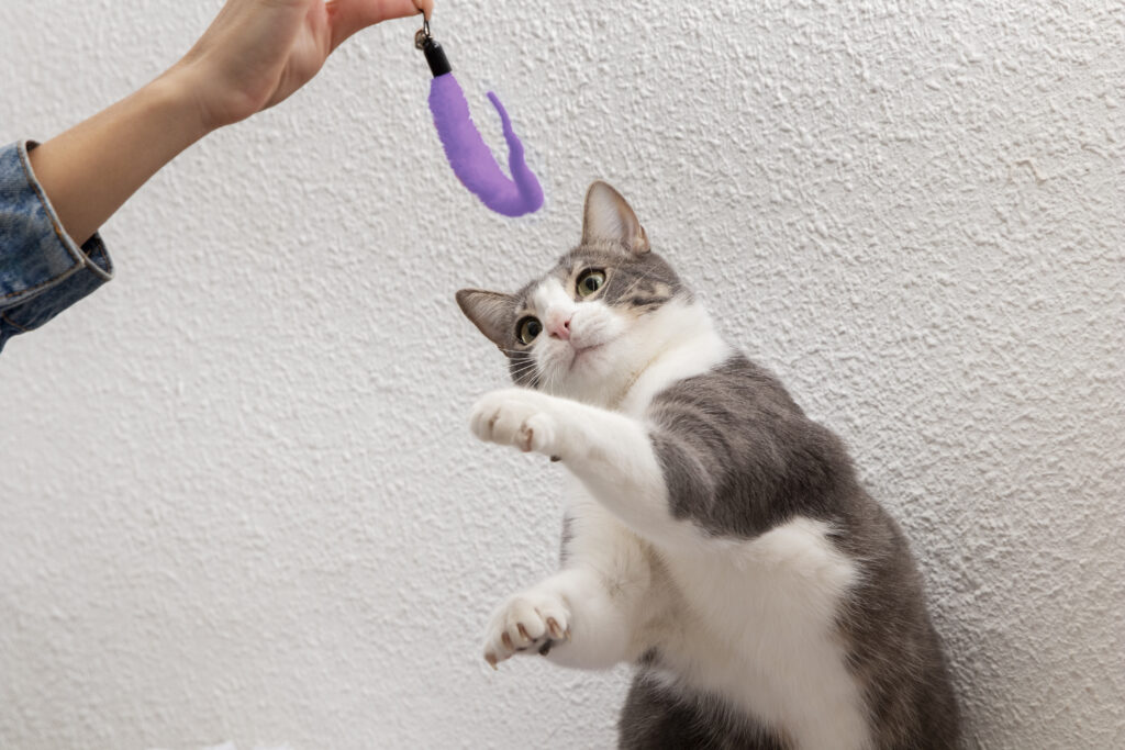 DIY cat toys for fun and simple projects.