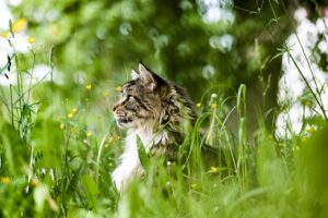 Tabby cat sitting in long grass