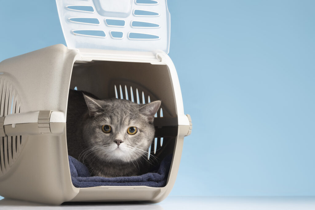 How to measure your cat for the perfect carrier.