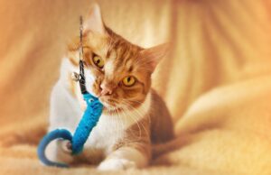 A tough, durable cat toy designed for aggressive chewers.