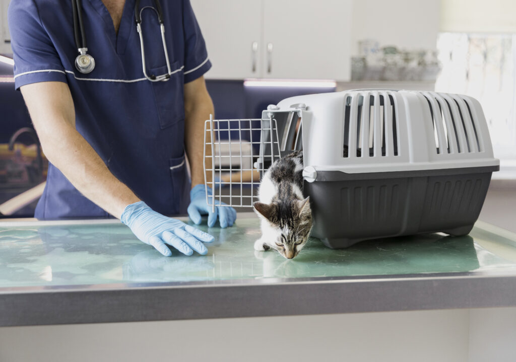 A secure and comfortable cat carrier ready for a veterinary visit.