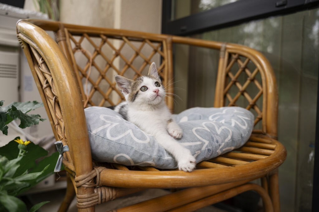 Cat bed placement for finding the perfect spot in your home.