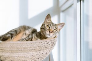 Tabby cat relaxing in a hanging basket bed
