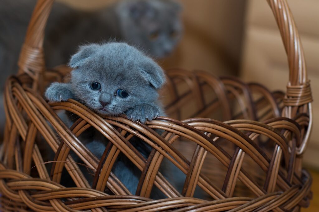 Stylish Cat Carriers