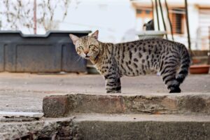 Spotted tabby cat walking on a stone step