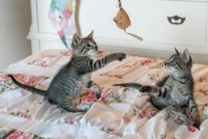 Two tabby cats playing on a bed