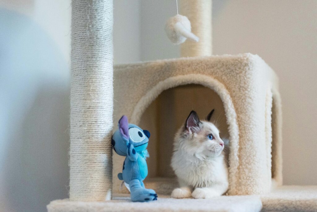 A cat playing with an anxiety-reducing toy, displaying calm and contentment.