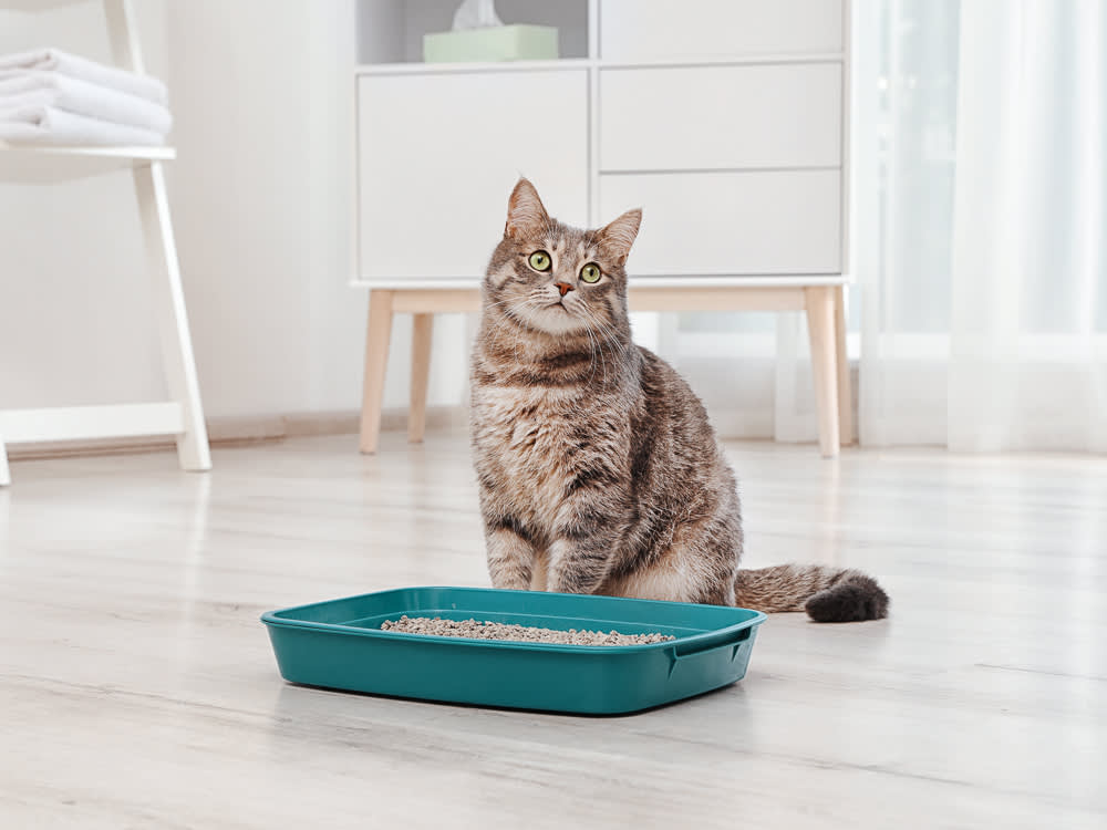 Various cat litter types displayed in containers, illustrating different options for feline care.