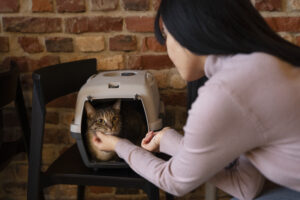 Owner coaxing a cat out of a plastic carrier