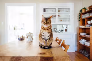 Tabby cat sitting on a kitchen table