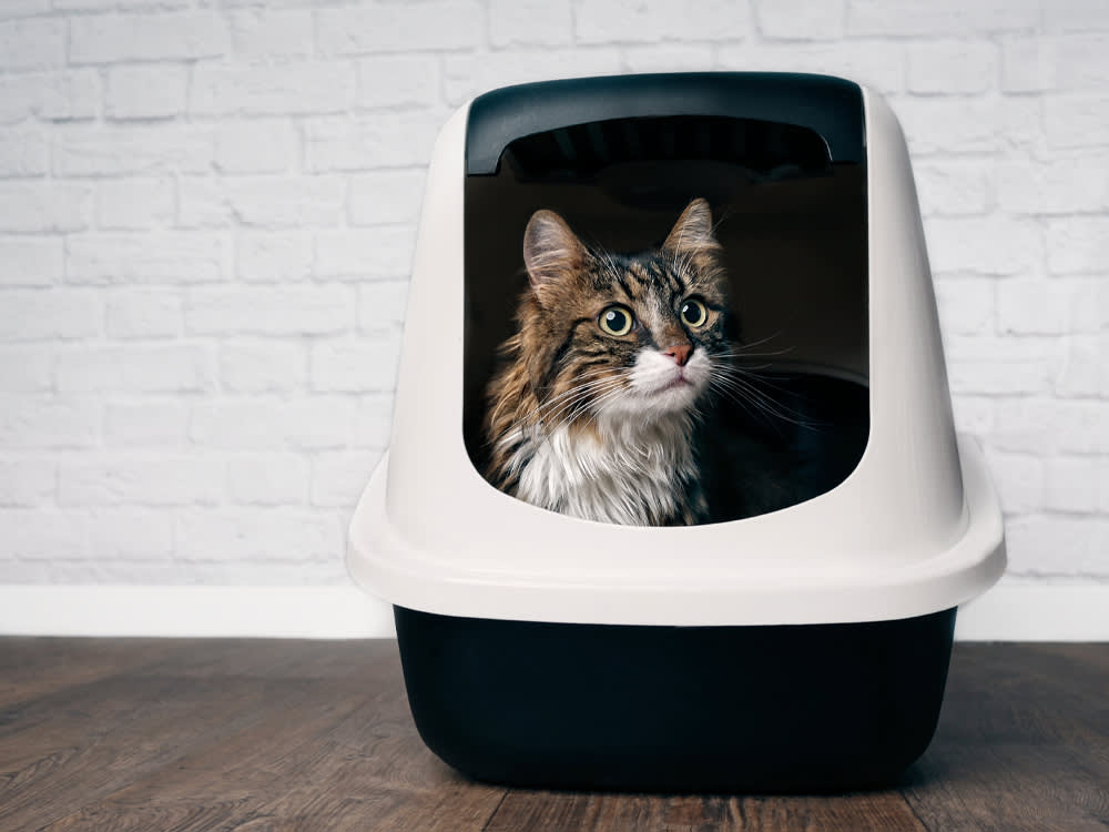 A covered cat litter tray highlighting its cleanliness and odor control advantages