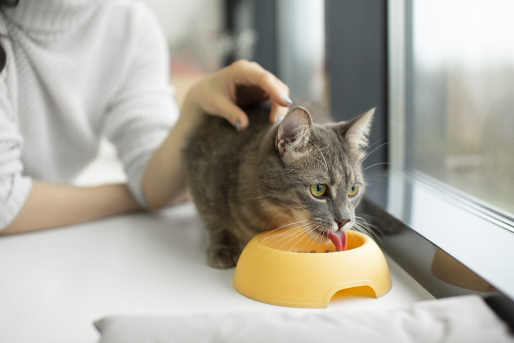 A cat being fed portioned food as part of a safe weight-loss plan.