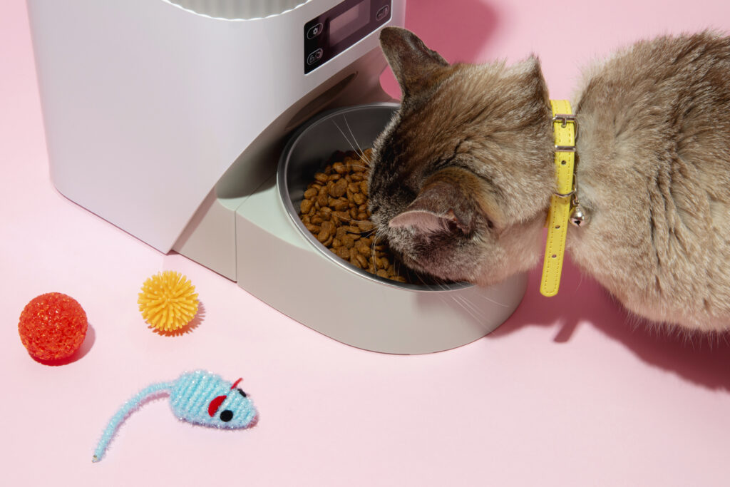 A collection of essential cat accessories including toys, scratching posts, and grooming tools that ensure a happy and healthy feline.