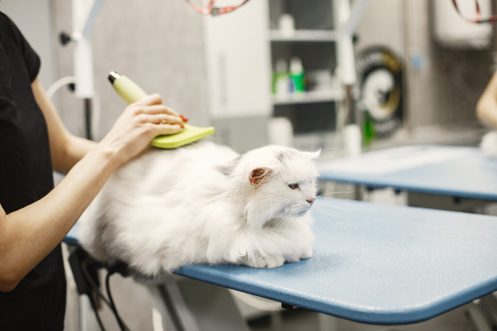 A relaxed cat being brushed, enjoying a clean and happy grooming session.