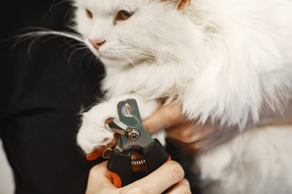 A set of the best cat nail clippers placed beside a calm, content cat ready for claw trimming.