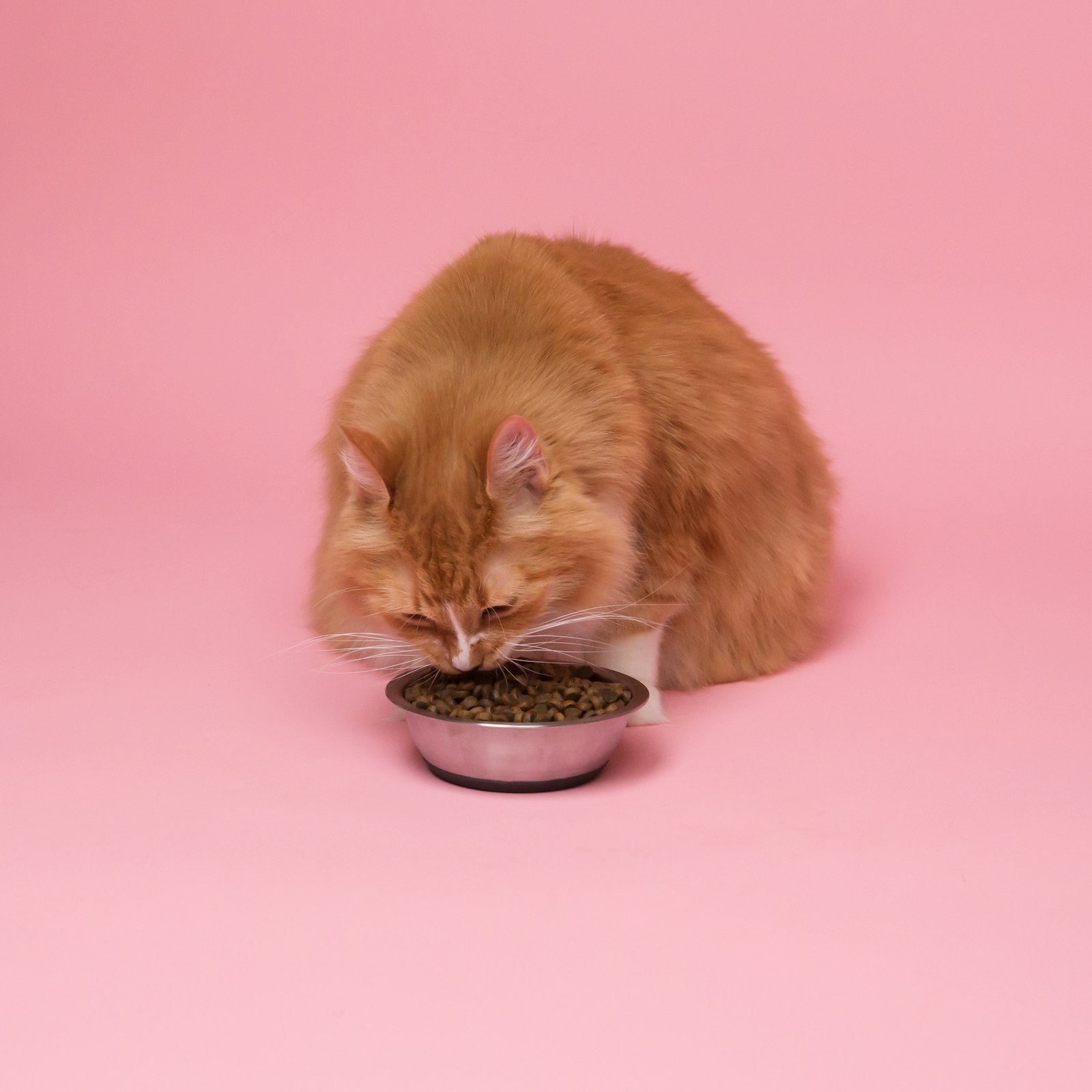 Ginger cat eating complete dry cat food from a metal bowl