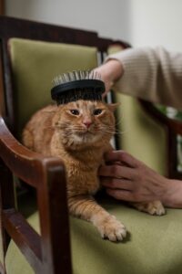 Ginger tabby cat being brushed on an armchair to reduce cat shedding