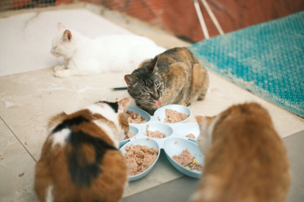 Four cats sharing a meal of wet cat food from a set of bowls