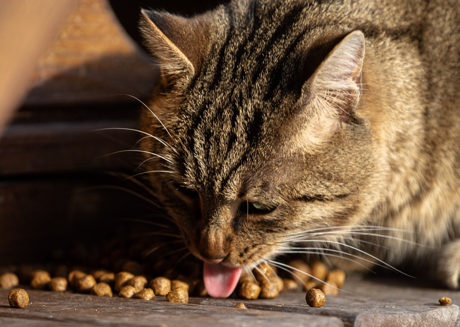 Tabby cat eating dry cat food kibble