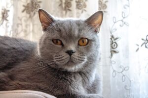 Grey British Shorthair cat with amber eyes looking attentively