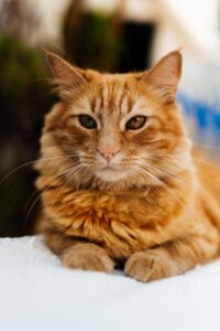 Fluffy orange tabby cat portrait showing relaxed face and ears