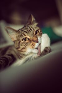 Cat licking its paw while grooming, which is how cat hairballs form