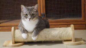 Grey and white tabby cat lounging on a wooden scratcher, a common time to check for the signs you need before learning how to get rid of fleas on cats