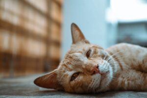 Tabby cat resting on the floor at home, a calm moment between bouts of cat vomiting