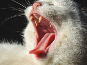 Close-up of a white cat yawning and showing its teeth, a good moment to look at your cat teeth cleaning needs