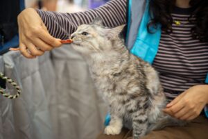 Fluffy cat eating a healthy cat treat offered by its owner