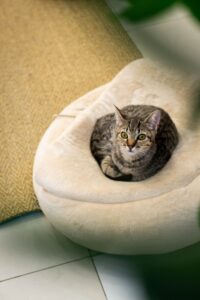 Tabby cat resting in a plush round heated cat bed