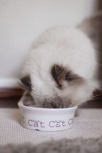 Ragdoll cat eating homemade vs store bought cat food from a bowl