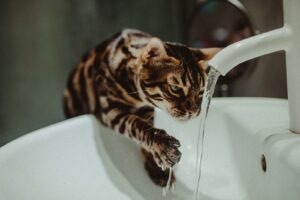 Bengal cat drinking fresh water from a tap to improve cat hydration