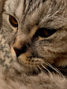Close-up portrait of a cat with soulful eyes