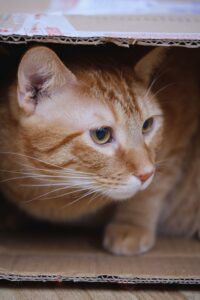 Orange tabby cat inside a cardboard box during a house move