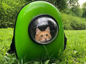 Orange tabby cat sitting calmly in a green cat carrier