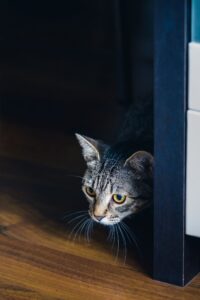 Stressed tabby cat peeking warily from behind furniture at home