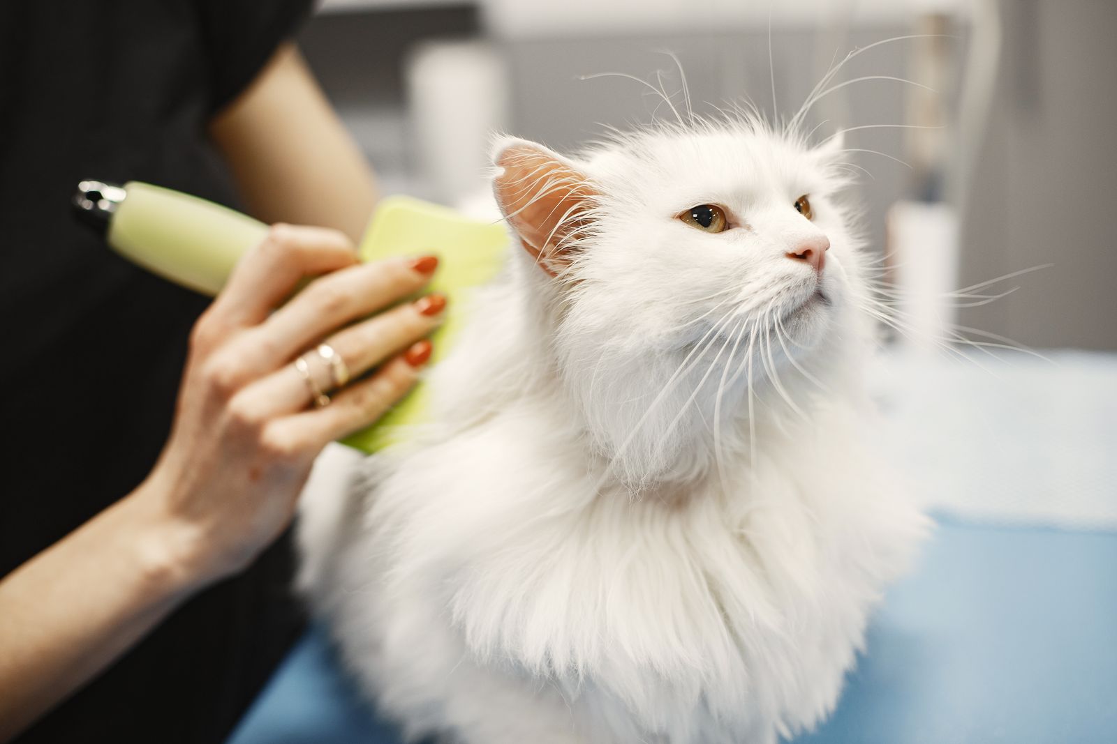 White cat being groomed, a calm routine that helps when you learn how to get rid of fleas on cats