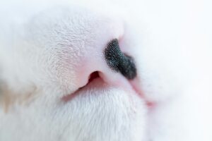 Why is my cat sneezing: close-up of a white cat's nose